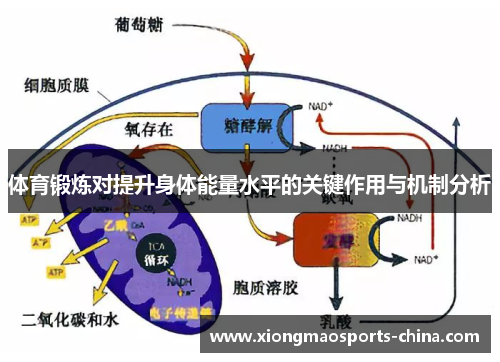 体育锻炼对提升身体能量水平的关键作用与机制分析